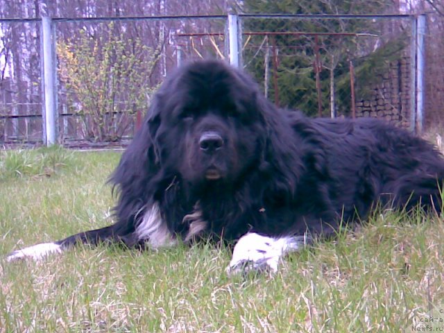 Фото: ньюфаундленд Voyadzher