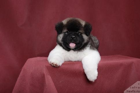 Фотография № 47039