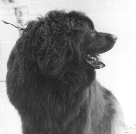 Фото: ньюфаундленд Фарли Гранд Зор