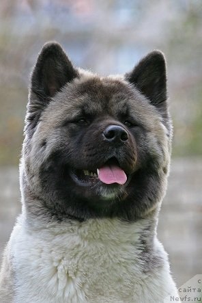 Фотография № 47042