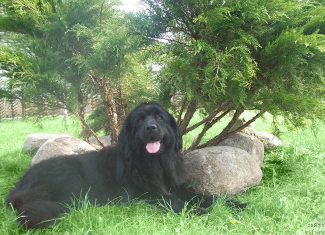 Фото: ньюфаундленд Полночная Звезда