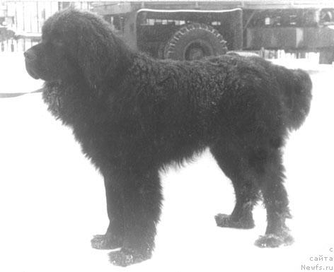 Фото: ньюфаундленд Гильяс Ричард