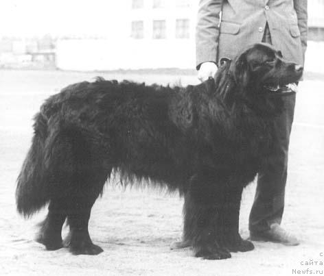 Фото: ньюфаундленд Келсий Жан