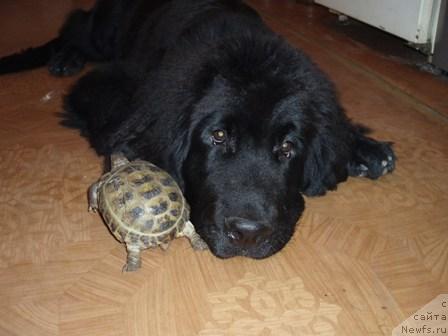 Фото: ньюфаундленд Маг Исполин Копперфильд