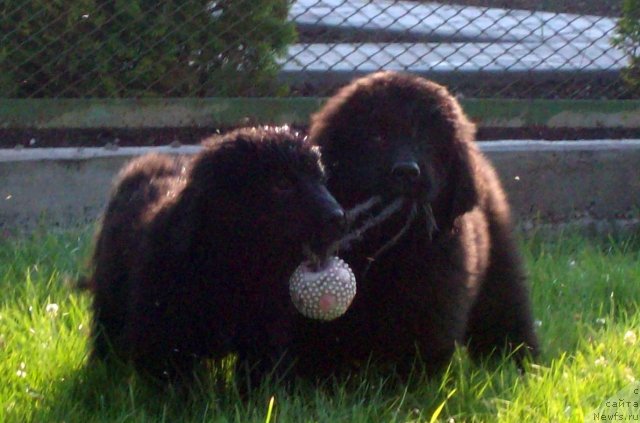 Фото: ньюфаундленд Целитель Души, ньюфаундленд Цыганский Каприз
