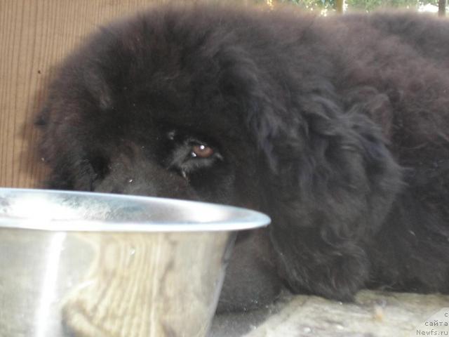 Фото: ньюфаундленд Отважный Рыцарь от Сибирского Медведя