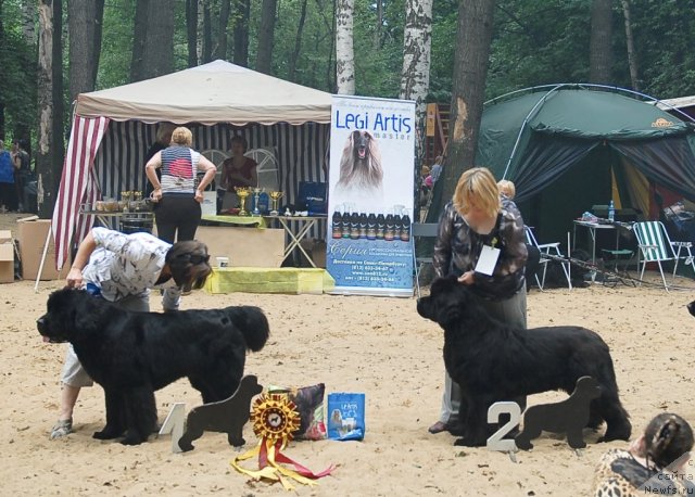 Фото: ньюфаундленд Бегущая по Волнам Вам и не Снилось (Begushaya po Volnam Vam I Ne Snilos), ньюфаундленд Сент Джонс Роуз фо Ми (Sent Djons Rose for Me)