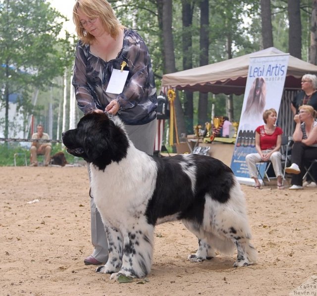 Фото: ньюфаундленд Deshabillez Moi de L'Iliade et L'Odyssee