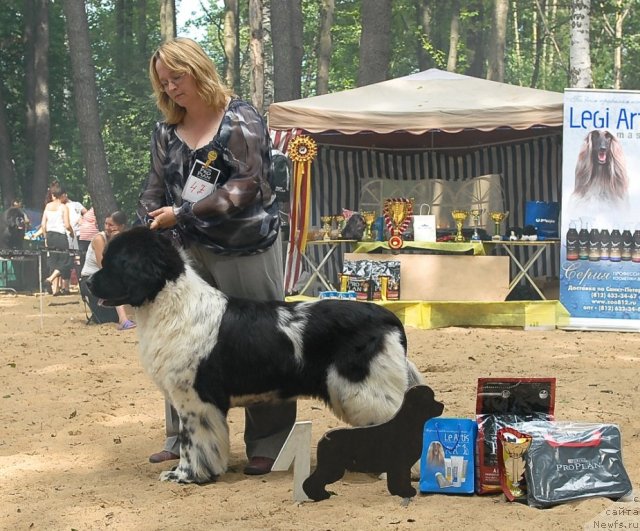 Фото: ньюфаундленд Deshabillez Moi de L'Iliade et L'Odyssee