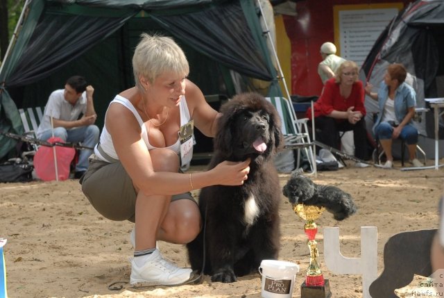 Фото: ньюфаундленд I'm in Love Midnight Bear