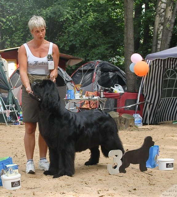 Фото: ньюфаундленд Очаровательна Леди от Сибирского Медведя (Ocharovatelnaya Lady ot Sibirskogo Medvedja)