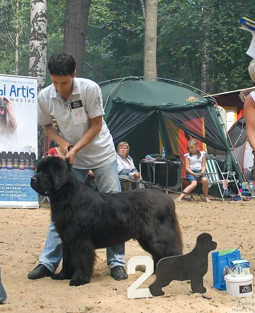 Фото: ньюфаундленд Смигар Нимфея Неотразимая (Smigar Nimfeya Neotrazimaya)