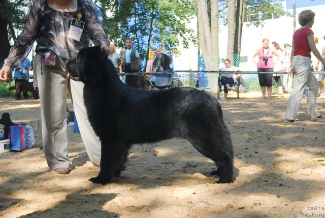 Фото: ньюфаундленд Акватория Келвин Кадриль (Aquatoriya Kelvin Kadril)