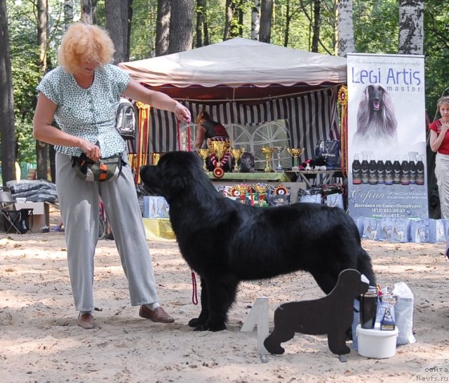 Фото: ньюфаундленд Акватория Келвин Кадриль (Aquatoriya Kelvin Kadril)