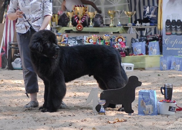 Фото: ньюфаундленд Бегущая по Волнам Сун ин Му Ханд (Beguschaya po Volnam Sun in My Hand)