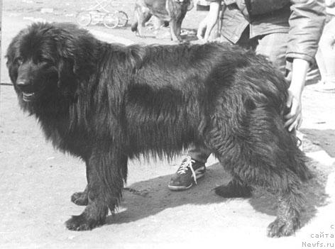 Фото: ньюфаундленд Наминга Шано