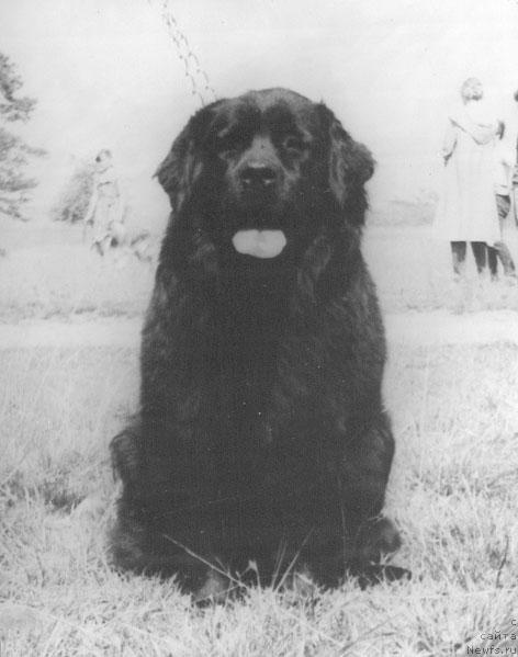 Фото: ньюфаундленд Гекла Барси