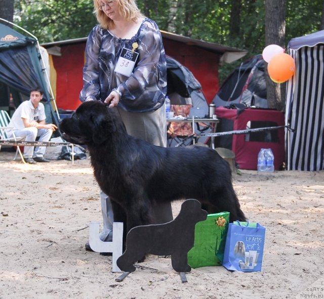 Фото: ньюфаундленд Сент Джонс Сабина Мистикал (Sent Djons Sabina Mistical)