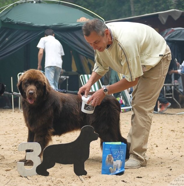 Фото: ньюфаундленд Красота Чистого Золота