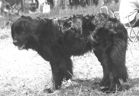 Фото: ньюфаундленд Мейри Маура