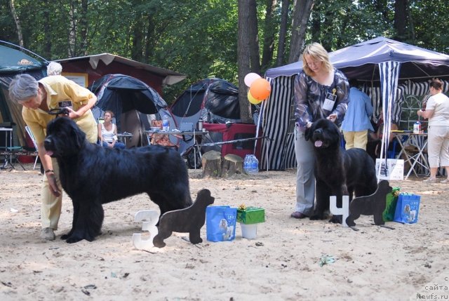 Фото: ньюфаундленд Плюшевая Панда Рапсодия Любви