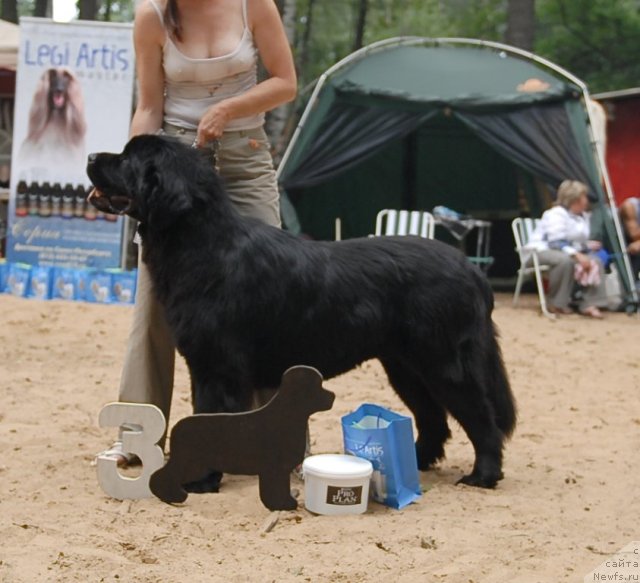 Фото: ньюфаундленд Смигар Энди Джолли Дольфин
