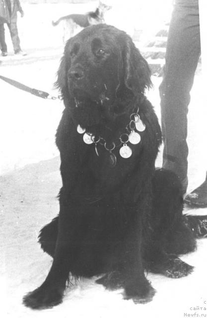 Фото: ньюфаундленд Олта Бетта