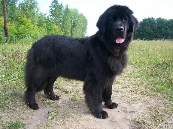 Фото: ньюфаундленд Цацыба Лав оф Овация