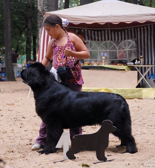 Фото: ньюфаундленд Бегущая по Волнам Вам и не Снилось (Begushaya po Volnam Vam I Ne Snilos)