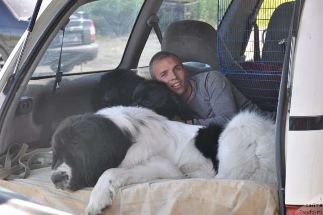 Фото: ньюфаундленд Оттава (Ottava), ньюфаундленд Рокот Волны Варга Кара Аюлар (Rokot Volny Varga Kara Ayular), ньюфаундленд Лорд Люксембург Аюлар из Тихого Омута (Lord Luxemburg Ayular iz Tihogo Omuta), Александр Файзулин