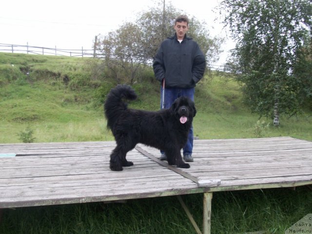 Фото: ньюфаундленд Ярада из Сибирской Глубинки (Yarada iz Sibirskoy Glubinki)