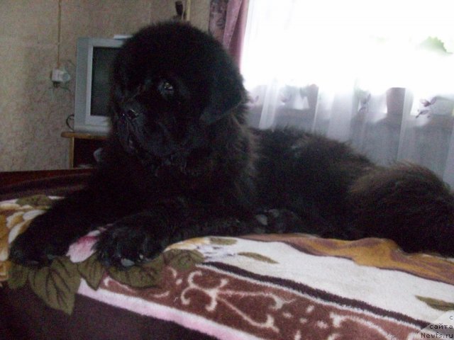 Фото: ньюфаундленд Карат из Медвежьего Яра (Karat iz Medvejyego Yara)