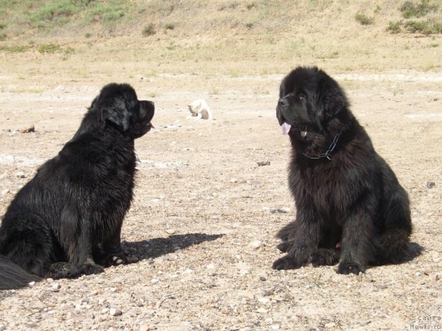 Фото: ньюфаундленд Карат из Медвежьего Яра (Karat iz Medvejyego Yara)