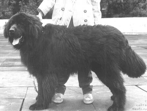Фото: ньюфаундленд Друг Шервуд