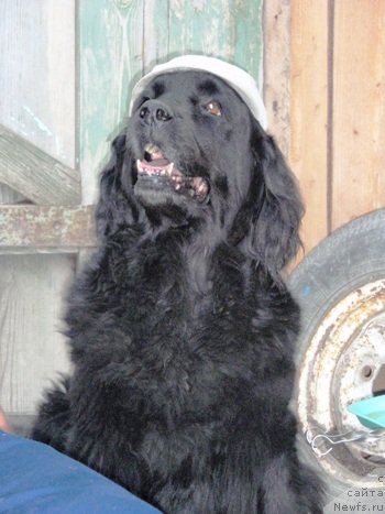 Фотография № 47229