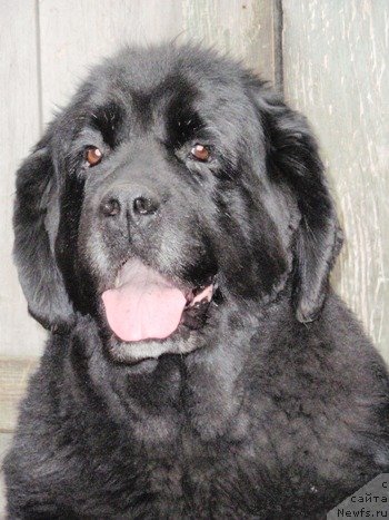 Фото: ньюфаундленд Ай Эм Богиня Моря (Ai Am Boginya Morya)
