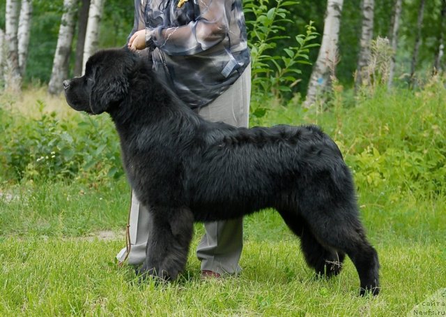 Фото: ньюфаундленд Акватория Келвин Килиманджаро (Aquatoriya Kelvin Kilimandzharo)