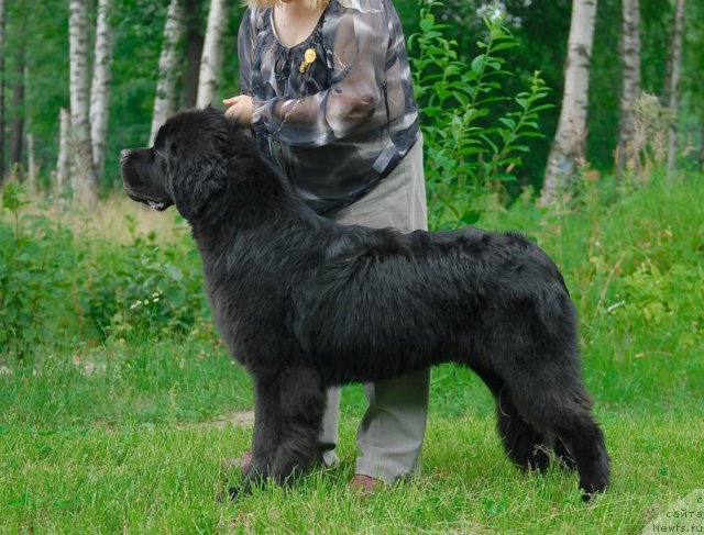 Фото: ньюфаундленд Акватория Келвин Килиманджаро (Aquatoriya Kelvin Kilimandzharo)