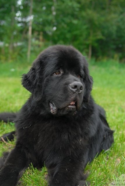 Фото: ньюфаундленд Акватория Келвин Килиманджаро (Aquatoriya Kelvin Kilimandzharo)