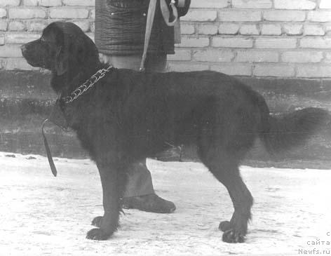 Фото: ньюфаундленд Жаннет Чарвенс