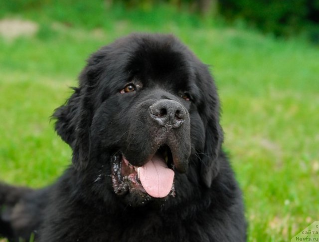 Фото: ньюфаундленд Акватория Келвин Килиманджаро (Aquatoriya Kelvin Kilimandzharo)