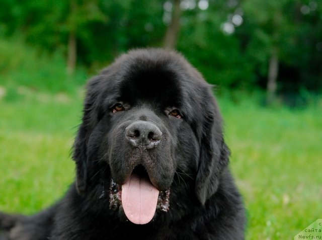 Фото: ньюфаундленд Акватория Келвин Килиманджаро (Aquatoriya Kelvin Kilimandzharo)