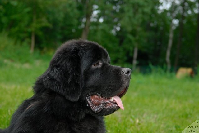 Фото: ньюфаундленд Акватория Келвин Килиманджаро (Aquatoriya Kelvin Kilimandzharo)