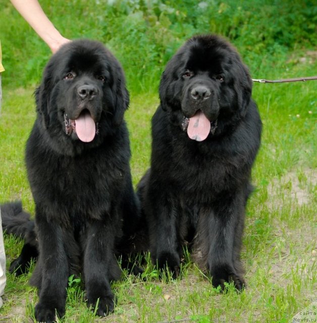 Фото: ньюфаундленд Акватория Келвин Килиманджаро (Aquatoriya Kelvin Kilimandzharo), ньюфаундленд Kloofbears My Dream for Sent Djons