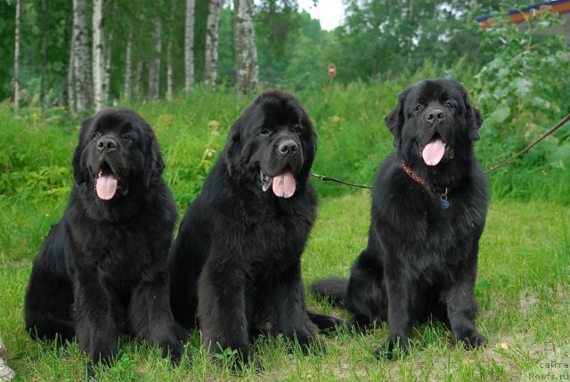 Фотография № 47249