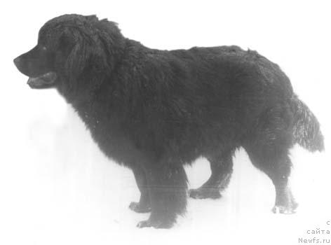 Фото: ньюфаундленд Ной Мол Эврик