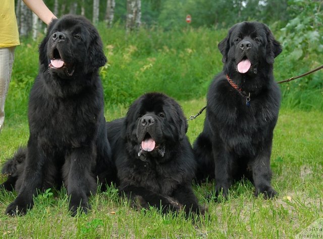 Фотография № 47250