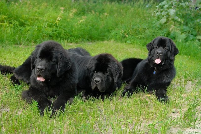 Фотография № 47252