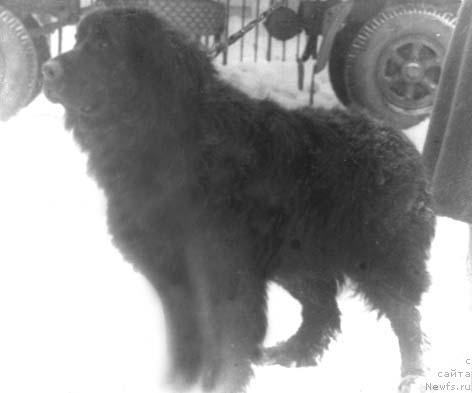 Фото: ньюфаундленд Хабур Ягри