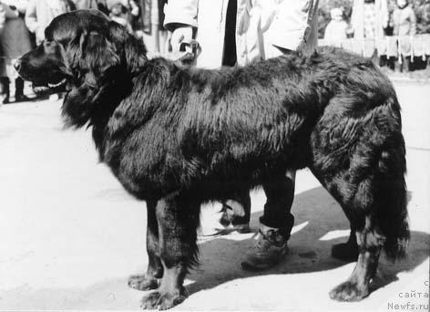 Фото: ньюфаундленд Вилли Ай Тин